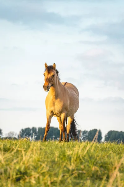 Cai Sălbatici Câmpurile Din Wassenaar Olanda — Fotografie, imagine de stoc