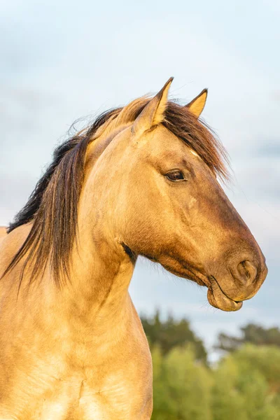 Wild Horses Fields Wassenaar Netherlands — Stock Photo, Image