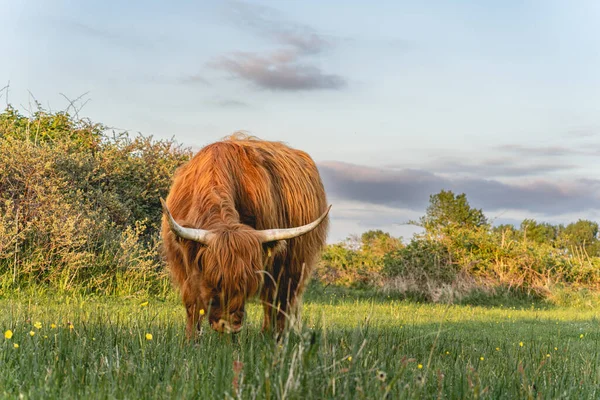 ワッセナー砂丘の高地の牛 オランダ — ストック写真