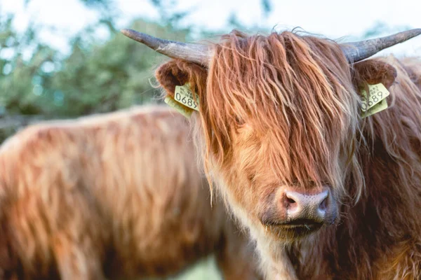 ワッセナー砂丘の高地の牛 オランダ — ストック写真