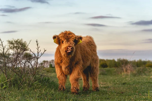 Vacas Montañesas Las Dunas Wassenaar Países Bajos —  Fotos de Stock