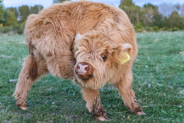 Vacas Highlander Nas Dunas Wassenaar Países Baixos — Fotografia de Stock