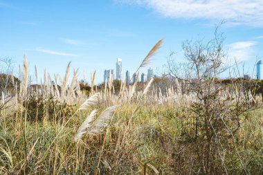 Puerto Madero, Buenos Aires 'ten ufuk çizgisi manzarası. Costanera Sur.
