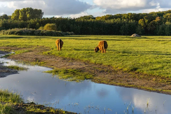 Vacas Montañesas Las Dunas Wassenaar Países Bajos —  Fotos de Stock
