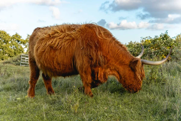 Гірські Корови Дюнах Вассенаара Нідерланди — стокове фото