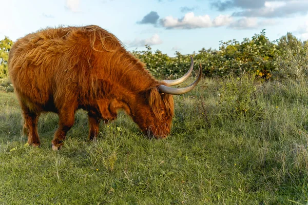 Vacas Highlander Nas Dunas Wassenaar Países Baixos — Fotografia de Stock