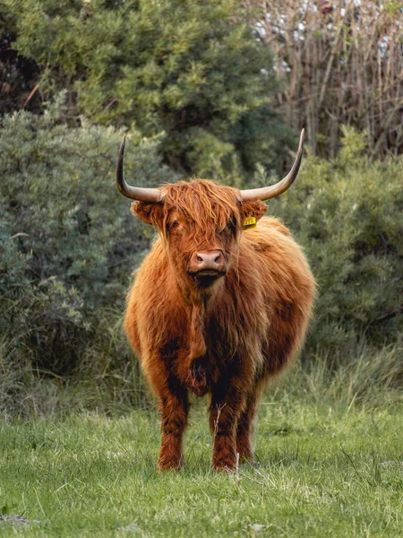 Гірські Корови Дюнах Вассенаара Нідерланди — стокове фото