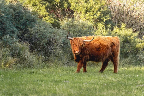 Vacche Delle Highlander Nelle Dune Wassenaar Paesi Bassi — Foto Stock