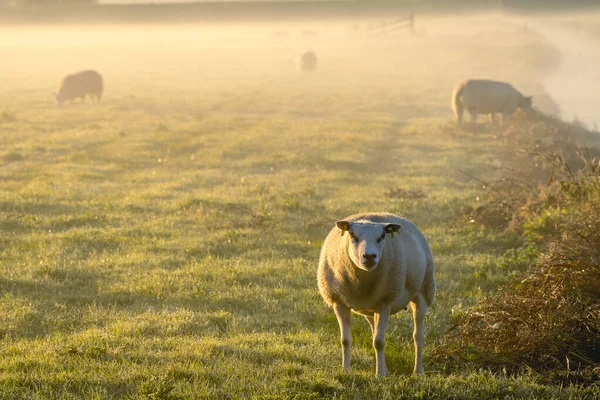 Sheep in the morning fog of the farm fields, T Woudt The Netherlands.