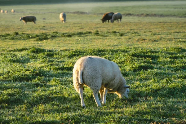 Sheep in the morning fog of the farm fields, T Woudt The Netherlands.