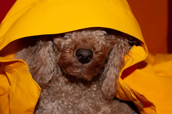 Kapüşonlu sonbahar köpeği. Yüksek kalite fotoğraf