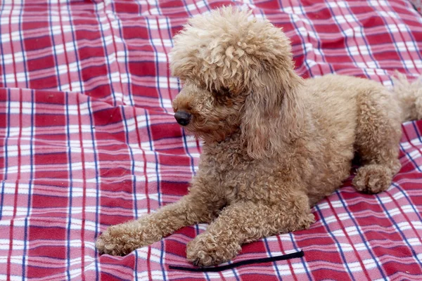 Kareli battaniyede kırmızı köpek.