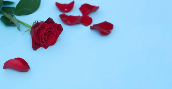 Mavi arkaplanda gül yaprakları ve metin için boşluk.