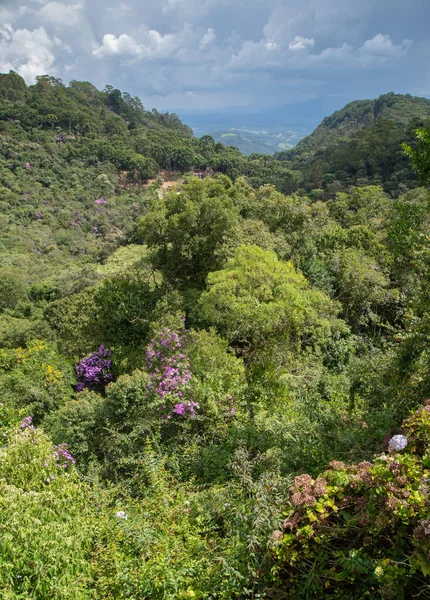 Plantas Una Selva Tropical Sureste Brasil — Foto de Stock