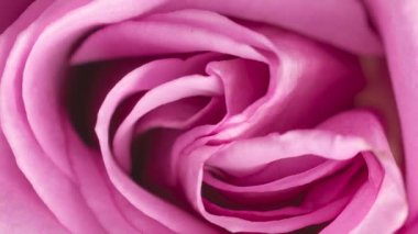 Pembe bir gülün yakın görüntüsü.