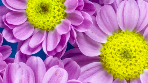 Top Closeup View Group Pink Yellow Flowers Blue Background — Stock Video