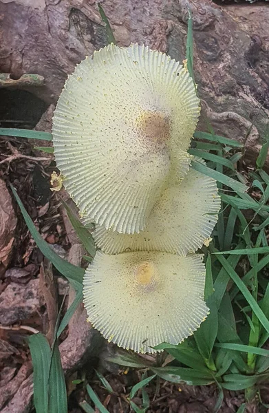Yellow Mushrooms Floor Rainforest Brazil — Stock Fotó