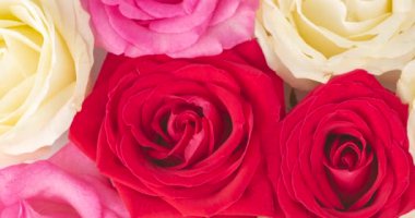 Kırmızı, beyaz ve pembe güllerden oluşan bir grubun üst görüntüsü.