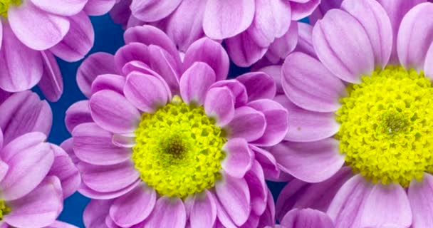 Top Closeup View Group Pink Yellow Flowers Blue Background — Stock Video