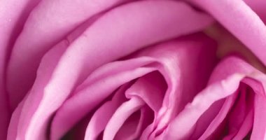 Pembe bir gülün yakın görüntüsü.