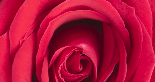 Вид Крупным Планом Красной Розы — стоковое видео