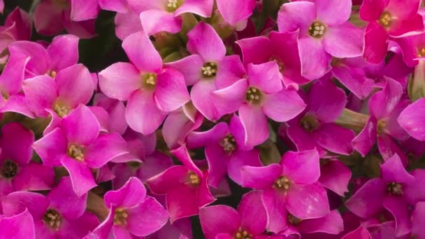 Вид Сверху Группу Розовых Цветов Весенний Фон — стоковое видео