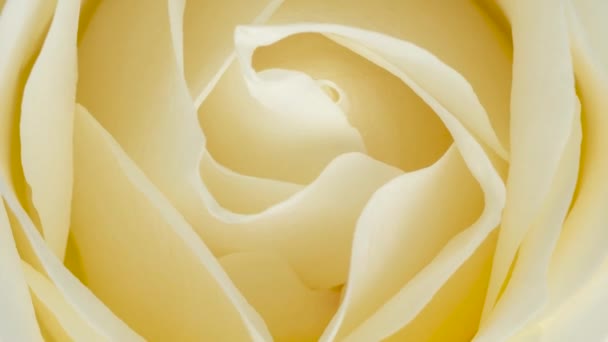 Προβολή Από Κοντά Ενός Λευκού Τριαντάφυλλου — Αρχείο Βίντεο