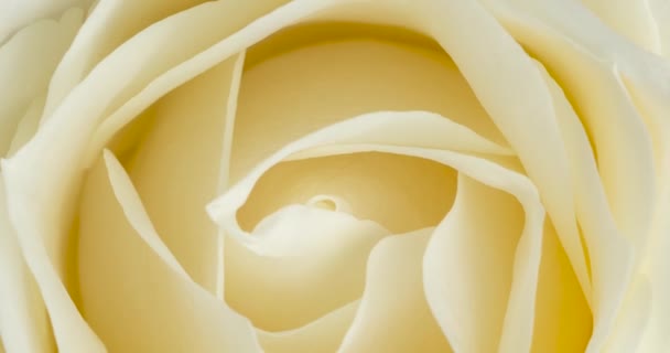 Detailní Pohled Bílou Růži — Stock video