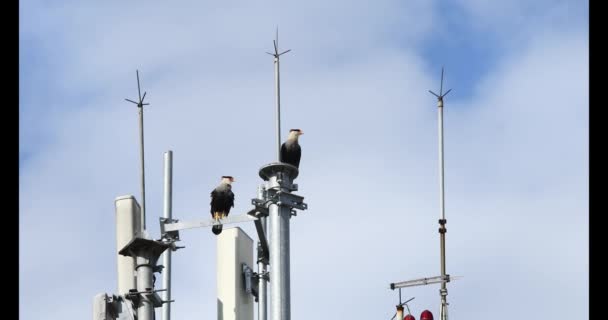 Carcaras Perched Antenna Building Front Cloudy Skies — Stock Video