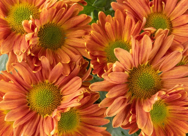Vista Dall Alto Gruppo Fiori Arancio Sullo Sfondo Della Primavera — Foto Stock