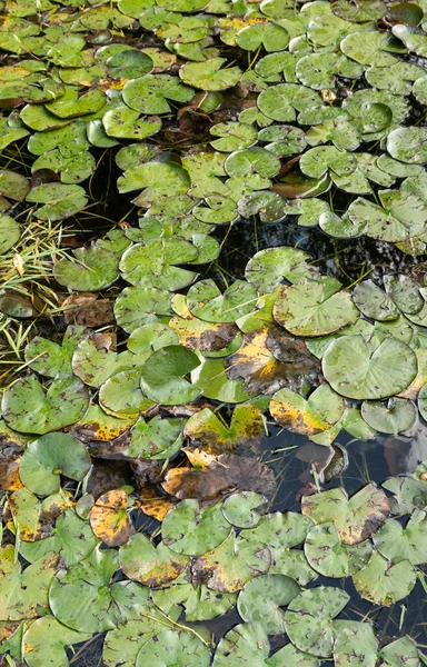 Brezilya 'da bir gölde nilüfer yaprakları.