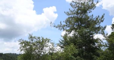 Clouds and blue skies over a forest in Brazil.