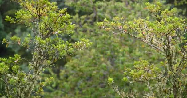 Regenachtige Dag Een Bosje Brazilië Regen Bomen — Stockvideo