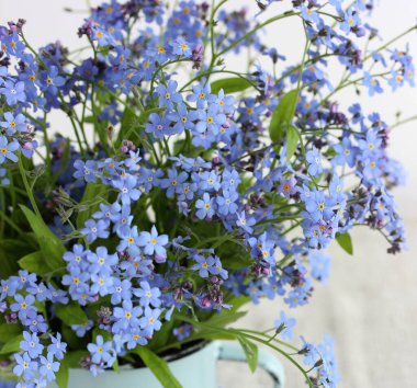 Çiçek olarak mavi unutma beni çiçekleri narin bir ışık görüntüsü seçici bir odak noktası