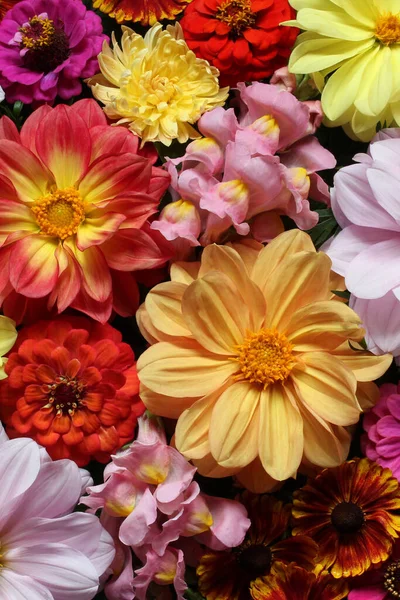 Dahlias Snapdragons Floral Background Έντονο Φυσικό Φόντο Υφή Μπουκέτο Top — Φωτογραφία Αρχείου