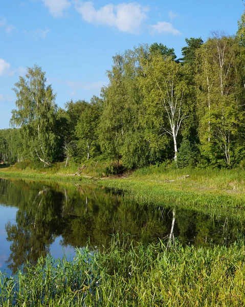 Birch Trees Green Leaves Shore Pond Summer Landscape Sunny Day — Stock Photo, Image