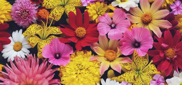 Λουλούδι Banner Φωτεινό Λουλούδι Στον Κήπο Μπουκέτο Κορυφή Προβολή Φυσικό — Φωτογραφία Αρχείου