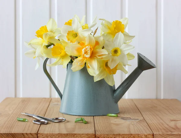 Gelbe Narzissen Der Gießkanne Statt Vase Und Schere Gartenblumen Zartes — Stockfoto