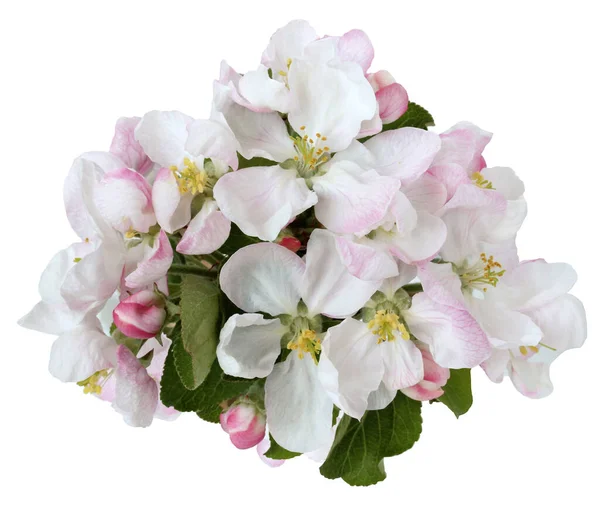 白とピンクの花弁を持つ白い背景花序に孤立したリンゴの花 — ストック写真