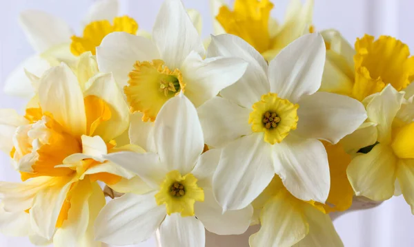 Narcisos Amarillos Como Fondo Natural Flores Jardín Primer Plano —  Fotos de Stock