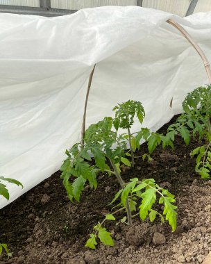 Yatakta domates fideleri seradaki örtülerin altında, yerde taze lahanalar ekiliyor.