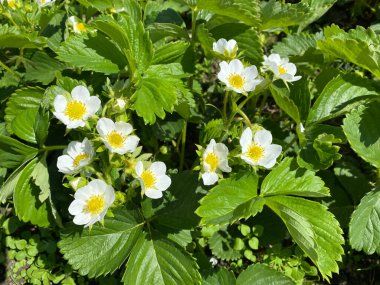 Taze çalılar çiçekler ve çilek yaprakları bahçede yeşil yapraklar.
