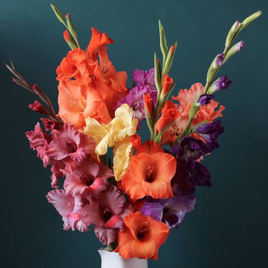 Koyu arkaplanda bir buket çok renkli gladioli.