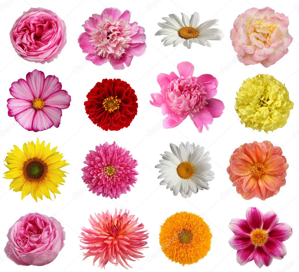 collection of flowers isolated on white background, top view