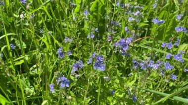 taze yeşil çimenler ve küçük mavi çiçekler. Doğa yazın başında.