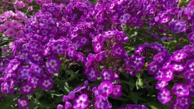 Beyaz merkezli, ekilmiş mor bir fenomen, açık havada bahçe çiçekleri. Yazın doğa. Çiçek arkaplanı.