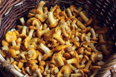 Ham mantarlı mantarlar sepette, üst manzara..