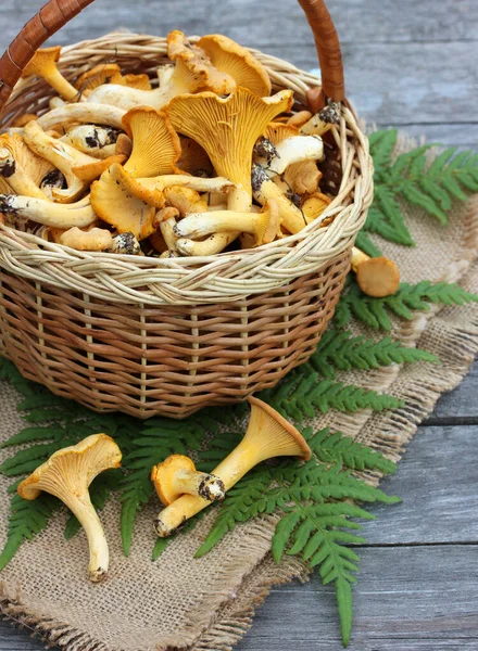 Svamp från Chanterelle. En korg med ätbara svampar. — Stockfoto