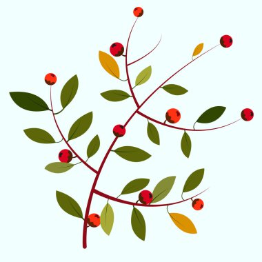 sonbahar bitkisi ve böğürtlen