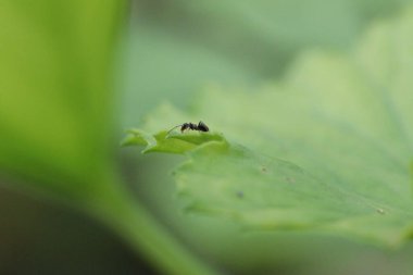 Siyah karınca yaprak üzerinde yürüyor